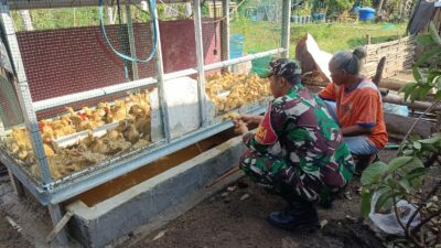 Babinsa Dukung Safiudin Kembangkan UMKM Peternakan Bebek Langko