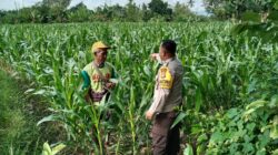 Menjaga Ketahanan Pangan, Bhabinkamtibmas Labuapi Ajak Warga Manfaatkan Lahan Kosong
