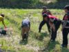 Polisi Bantu Petani Jagung di Desa Kuripan, Dukung Ketahanan Pangan Lombok Barat