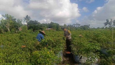 Polri Dampingi Petani Panen Cabai di Kuripan Utara, Dukung Ketahanan Pangan Lokal