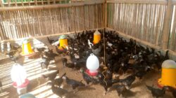 Bhabinkamtibmas Desa Jagaraga Dorong Swadaya Ketahanan Pangan Warga