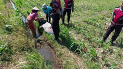 Sat Samapta Polres Lombok Barat Dukung Petani Jagung di Kuripan