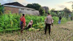 Polsek Kuripan Dorong Ketahanan Pangan di Kuripan Utara Lewat Pendampingan Petani