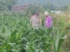 Polsek Lembar Dukung Ketahanan Pangan Lewat Pendampingan Petani di Desa Babussalam