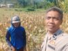 Bhabinkamtibmas Eyat Mayang Dampingi Petani Jagung untuk Perkuat Ketahanan Pangan
