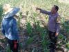 Bhabinkamtibmas Desa Bagik Polak Barat Dorong Petani Manfaatkan Lahan Kosong