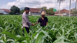 Polisi dan Warga Desa Kuripan Bersinergi Wujudkan Ketahanan Pangan Lokal