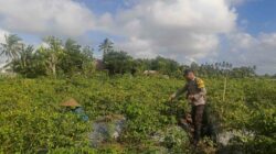 Sinergi Polri dan Warga Dusun Pelulan Wujudkan Ketahanan Pangan Keluarga