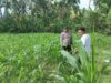 Bhabinkamtibmas Desa Cendi Manik Dampingi Petani Jagung Dukung Ketahanan Pangan Sekotong
