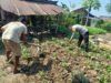 Dukung Ketahanan Pangan, Bhabinkamtibmas Tapir Bantu Warga Kelola Lahan Pekarangan Bergizi