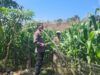 Menyukseskan Program Ketahanan Pangan Nasional, Bhabinkamtibmas Polsek Soromandi Pantau Tanaman Jagung Warga Binaan