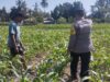 Bhabinkamtibmas desa ta’a dukung ketahanan pangan melalui pemantauan lahan jagung warga