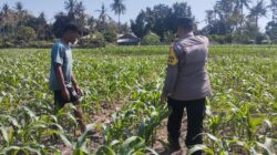 Bhabinkamtibmas desa ta’a dukung ketahanan pangan melalui pemantauan lahan jagung warga
