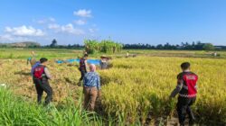 Polri Berperan Aktif Jaga Ketahanan Pangan: Personel Samapta Polres Lombok Barat Patroli dan Beri Edukasi Petani