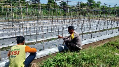 Bhabinkamtibmas Desa Tatar Dampini Warga Dalam Kegiatan Pengelolaan lahan Produktif