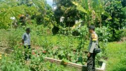 BHABINKAMTIBMAS DESA BERU LAKUKAN PENDAMPINGAN DAN MONITORING LAHAN PANGAN WARGA