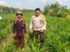 Bhabinkamtibmas Desa Jagaraga Dorong Petani Manfaatkan Lahan untuk Ketahanan Pangan