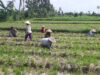 Bhabinkamtibmas Montong Are Dorong Ketahanan Pangan Lewat Pendampingan Petani