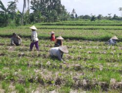 Bhabinkamtibmas Montong Are Dorong Ketahanan Pangan Lewat Pendampingan Petani