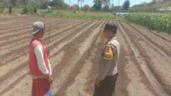 Polsek Rhee Dukung Ketahanan Pangan, Bhabinkamtibmas Ajak Warga Manfaatkan Lahan Kosong