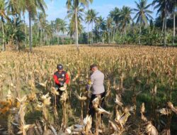 Panen Jagung di Dusun Lilin: Sinergi Petani dan Bhabinkamtibmas Gerung