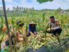 Sinergi Polisi dan Petani: Panen Jagung Dusun Jelateng Baru Dukung Ketahanan Pangan Lombok Barat