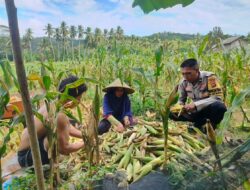 Sinergi Polisi dan Petani: Panen Jagung Dusun Jelateng Baru Dukung Ketahanan Pangan Lombok Barat