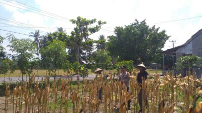 Panen Jagung Hibrida di Desa Kuripan Timur: Polri Turun Langsung Dukung Petani