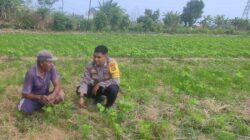 Sinergi Polri dan Warga Kuranji Dorong Desa Mandiri Pangan