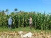 Pantau Tanaman Jagung, Bhabinkamtibmas Kec. Buer Sumbawa Dukung Ketahanan Pangan