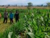 Kapolsek Dompu Lakukan Pengecekan Tanaman Jagung Program Ketahanan Pangan di Desa O’o
