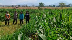 Kapolsek Dompu Lakukan Pengecekan Tanaman Jagung Program Ketahanan Pangan di Desa O’o