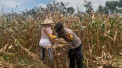 Bhabinkamtibmas desa daha dukung program ketahanan pangan, tinjau lahan warga di dusun daha barat