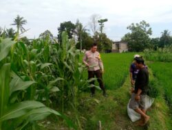 Sinergi Polri dan Warga Dusun Lamper Perkuat Ketahanan Pangan Lokal