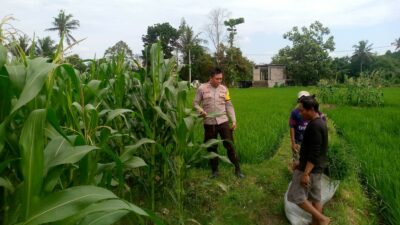 Sinergi Polri dan Warga Dusun Lamper Perkuat Ketahanan Pangan Lokal