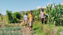 Bhabinkamtibmas Desa Mumbu Dampingi Petani Jagung Dukung Ketahanan Pangan Nasional