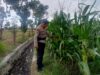 Ketahanan Pangan Dimulai dari Desa: Inisiatif Bhabinkamtibmas di Terong Tawah, Labuapi