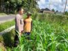 Polsek Kediri Dukung Petani Jagung Desa Gelogor untuk Wujudkan Ketahanan Pangan