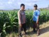 BKTM Desa Mbawi Laksanakan Pemantauan Lahan Jagung Milik Warga Binaan Dalam Rangka Mendukung Program Ketahanan Pangan Nasional Menuju Indonesia Emas 2045