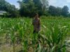 Polsek Labuapi Dorong Warga Desa Perampuan Tanam Jagung untuk Ketahanan Pangan