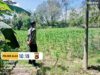 Dukung Ketahanan Pangan Nasional, Bhabinkamtibmas Labuhan Alas Cek Lahan Jagung Warga