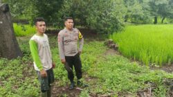 Dukung Program Ketahanan Pangan, Bhabinkamtibmas Desa Karombo Pantau Lahan Jagung Warga