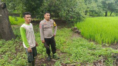 Dukung Program Ketahanan Pangan, Bhabinkamtibmas Desa Karombo Pantau Lahan Jagung Warga