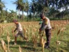 Bhabinkamtibmas Gerung Dampingi Petani Jagung Jaga Ketahanan Pangan