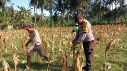 Bhabinkamtibmas Gerung Dampingi Petani Jagung Jaga Ketahanan Pangan