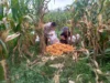 Bhabinkamtibmas Kuripan Ajak Warga Manfaatkan Lahan Kosong