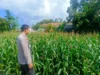 Bhabinkamtibmas Dampingi Petani Jagung, Wujud Nyata Dukungan Polri di Desa Perampuan