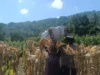Bhabinkamtibmas Dampingi Panen Jagung, Petani Babussalam Merasa Dilindungi