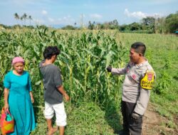 Bhabinkamtibmas Desa Cempi Jaya Dampingi Petani Jagung, Wujudkan Ketahanan Pangan Nasional Menuju Indonesia Emas 2045