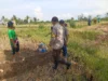 Bhabinkamtibmas Dampingi Petani Jagung Manis di Lombok Barat